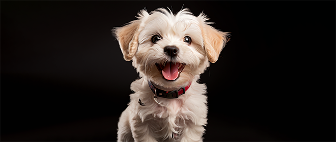 Dog Dental Care