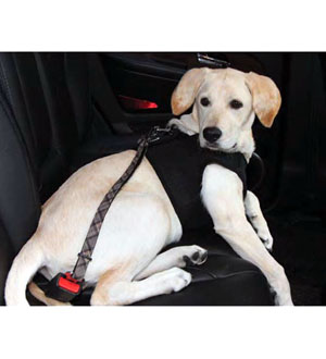 Puppia Baron Dog Seatbelt Lead